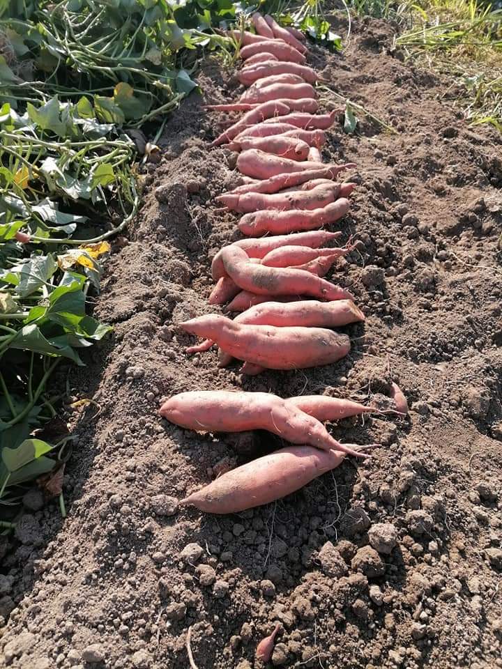 izvađeni batati na polju na OPG-u Branka Andjal
