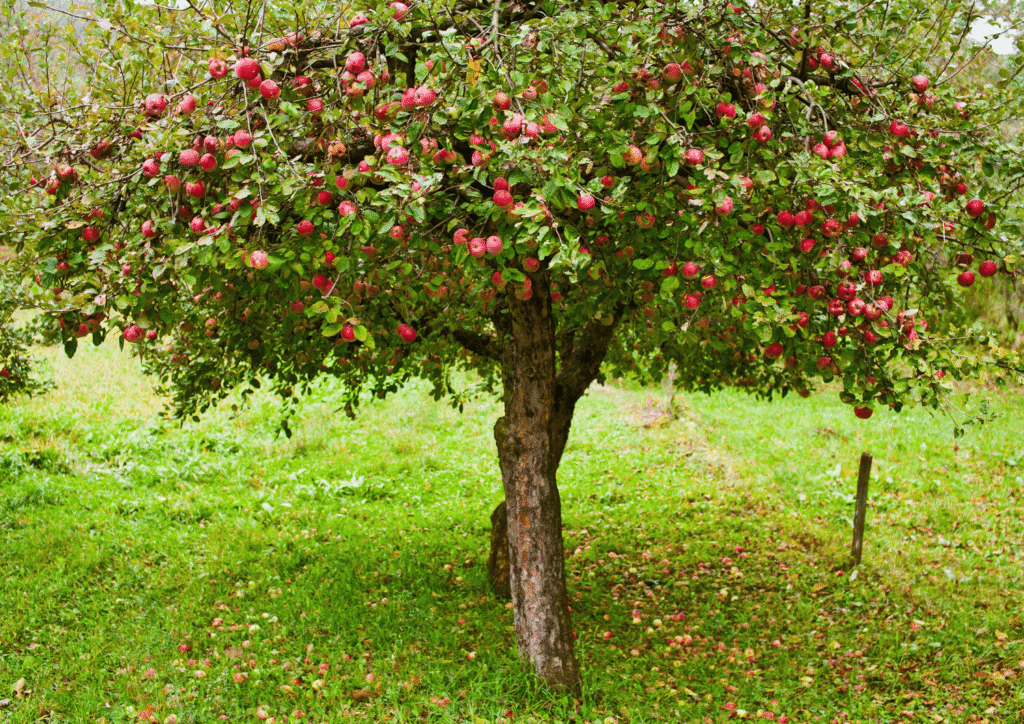 na zelenoj livadi nisko stablo jabuke s mnoštvo crvenih jabuka